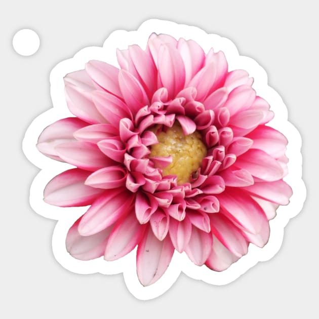 Dahlia Sticker by Tovi-98